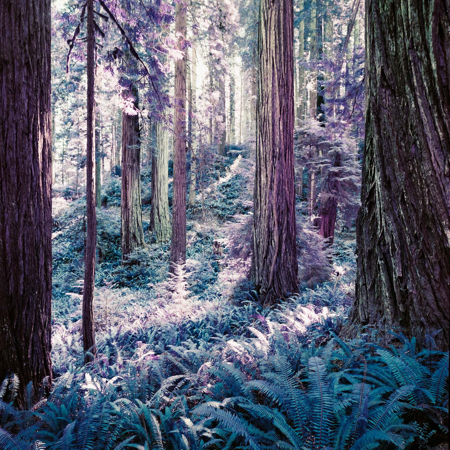 redwoods_001