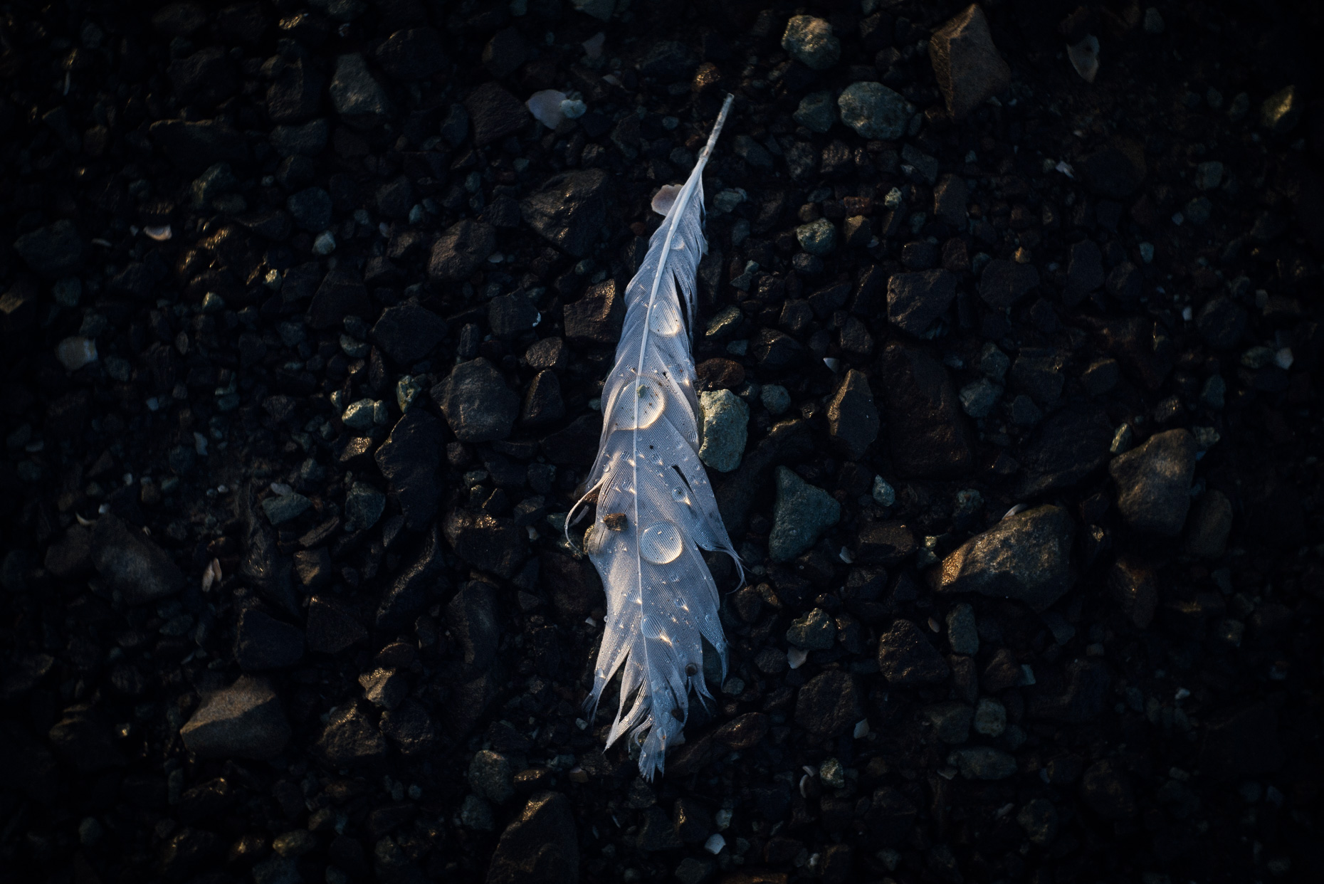 feather_with_droplets