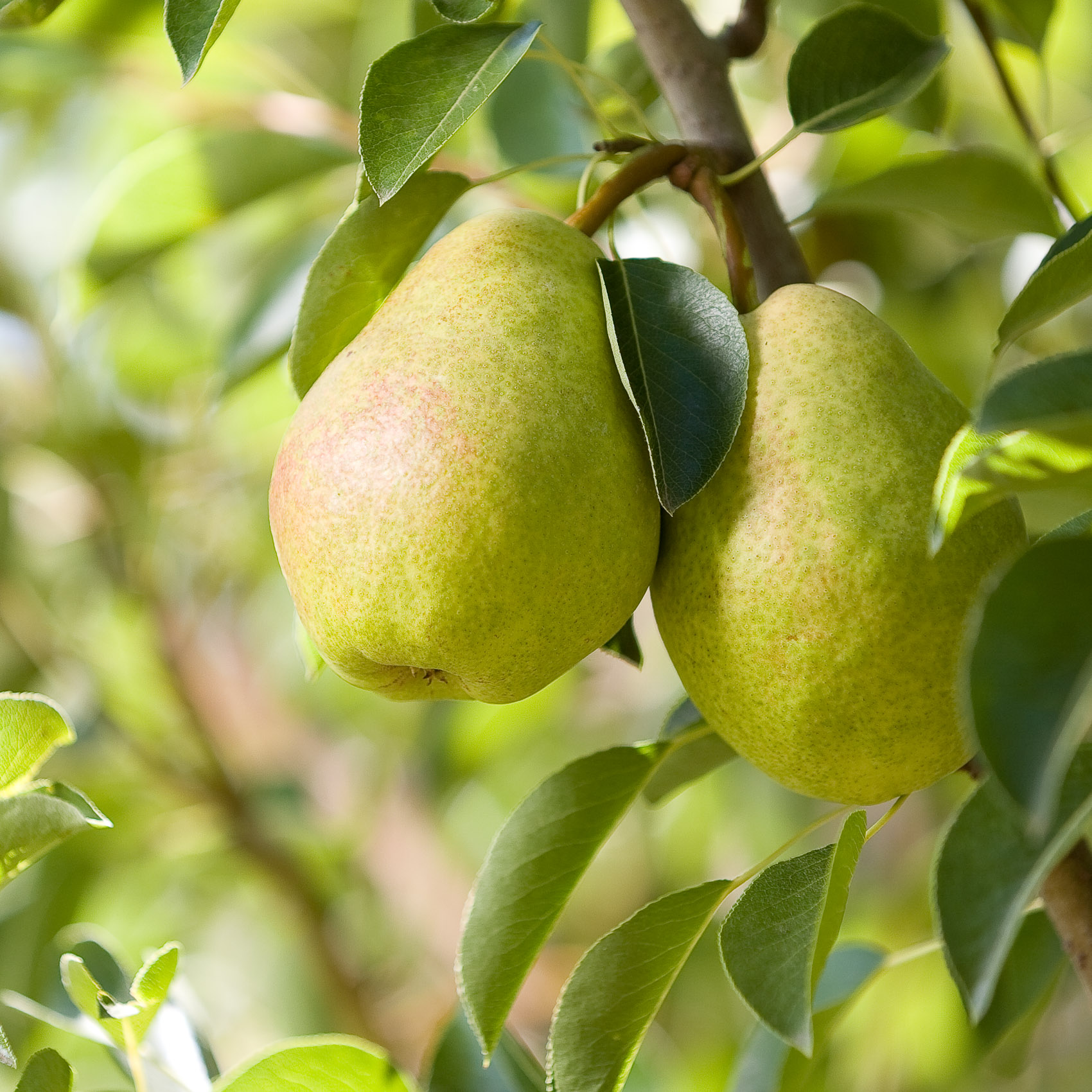 sunlit_pears_on_branch